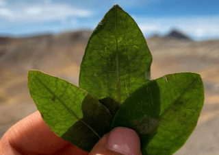 La Hoja de Coca: El Poder ancestral contra el mal de altura