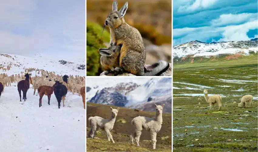 fauna andina glaciar quelccaya cusco