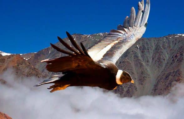 Tour cañon del condor cusco full day